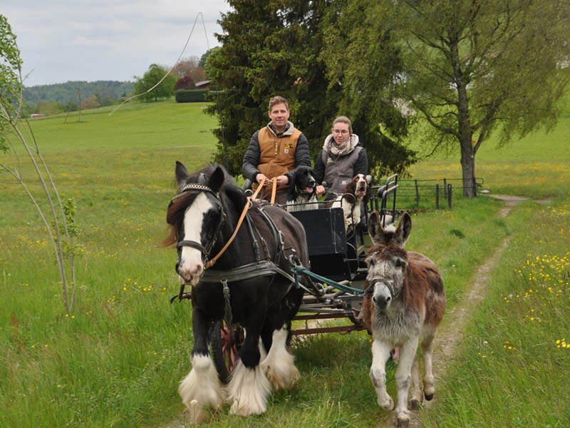 An excursion carriage in Switzerland, pulled by a cold-blooded horse.