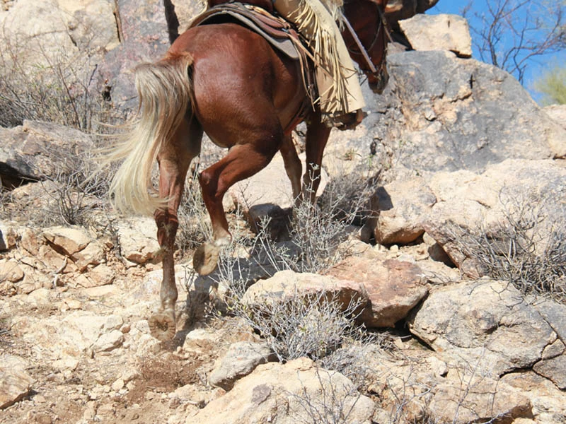 Close-up of the plastic coating of the alternative horseshoes of a horse climbing over stones.