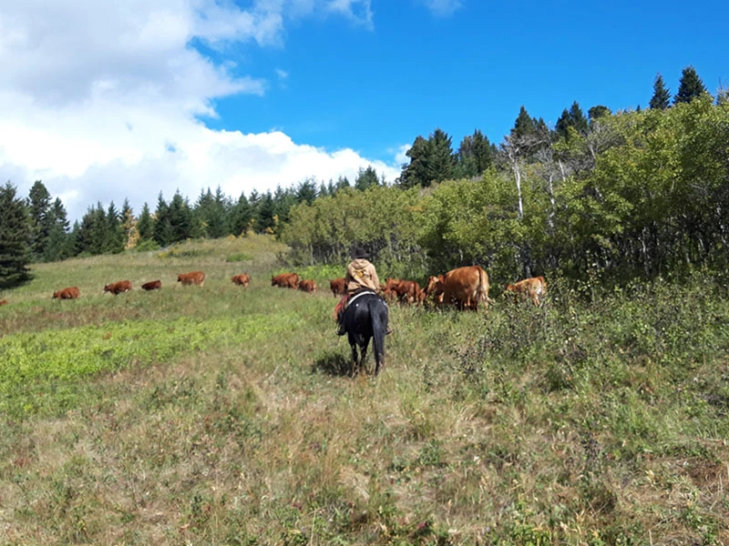 An Appaloosa wrangels the cows home from the summer pasture in Canada.