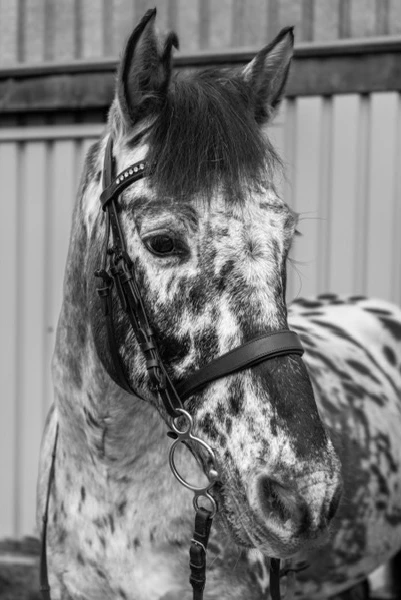 immagine in bianco e nero di un cavallo pezzato con testiera