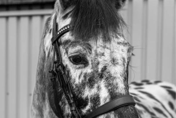 immagine in bianco e nero di un cavallo pezzato con testiera