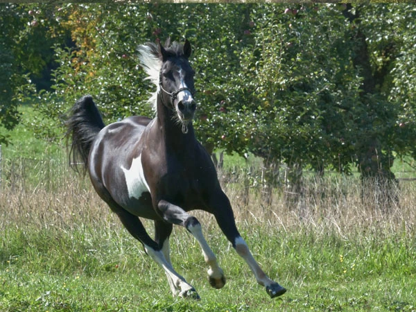 Ein schwarz-weißes Pferd galoppiert über eine Wiese, umgeben von Bäumen.