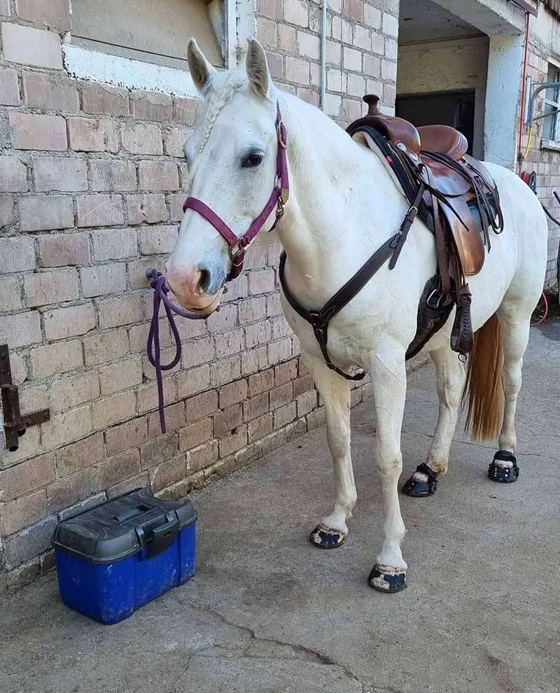 Gesatteltes Pferd mit Klebebeschlag vorne und Hufschuhen an den Hinterhufen wartet auf den Reiter.
