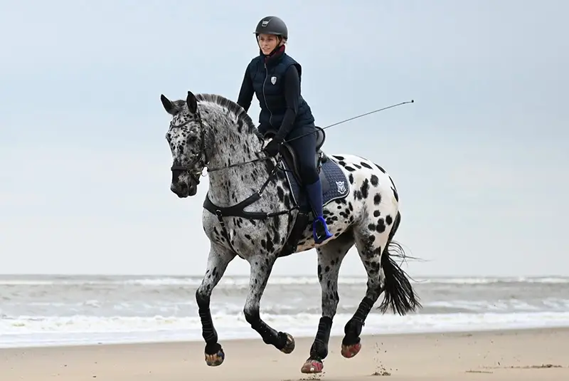 una cavallerizza galoppa con il suo cavallo lungo la spiaggia, il cavallo è ferrato con ferrature alternative incollate