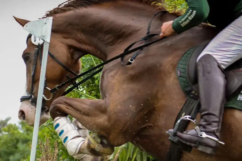 un cavallo ferrato con materiali compositi e ramponi salta un ostacolo in un percorso di cross-country