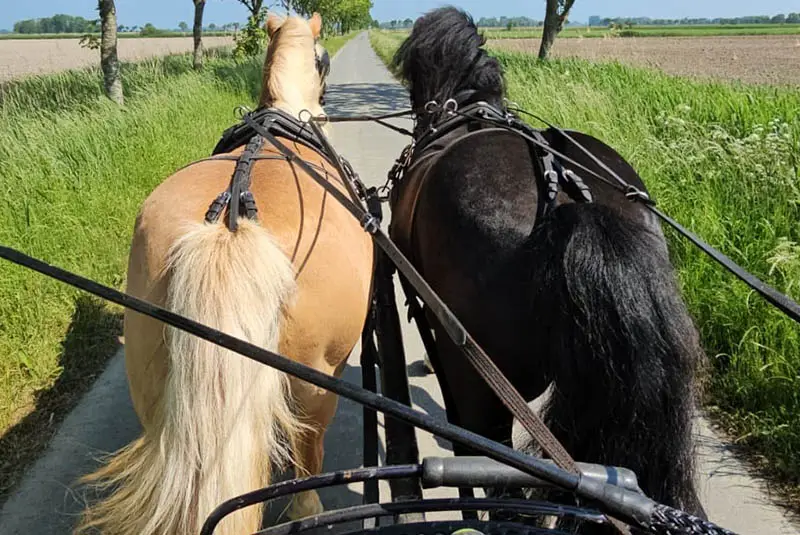 Due cavalli trainano una carrozza su una strada asfaltata; ai lati c'è erba alta e dietro si vedono campi