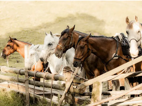 Die Pferde von Equitours einem Trailreit-Betrieb im Chiemgau.