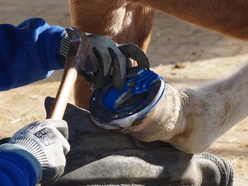 Die Hufschmiedin nagelt das Hufeisen mit stoßdämpfender Einlegesohle auf den Pferdehuf auf. Sie trägt Wondergrip Schnittschutzhandschuhe.