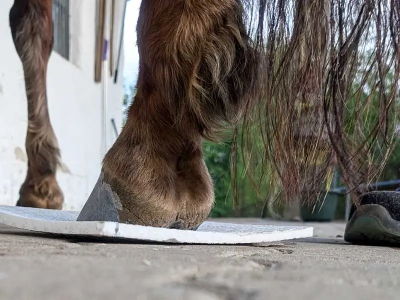 Dettaglio degli zoccoli durante una seduta di ferratura. Uno degli zoccoli poggia su una piastra ammortizzante bianca, per far stare il cavallo tranquillo.