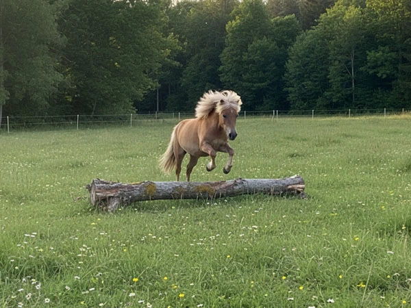 Ein Pony springt über einen Baumstamm auf einer grünen Wiese, umgeben von Blumen und Bäumen im Hintergrund.
