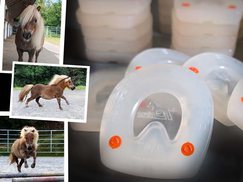 Un poney et un stock d'un an de ferrures pour poney côte à côte.