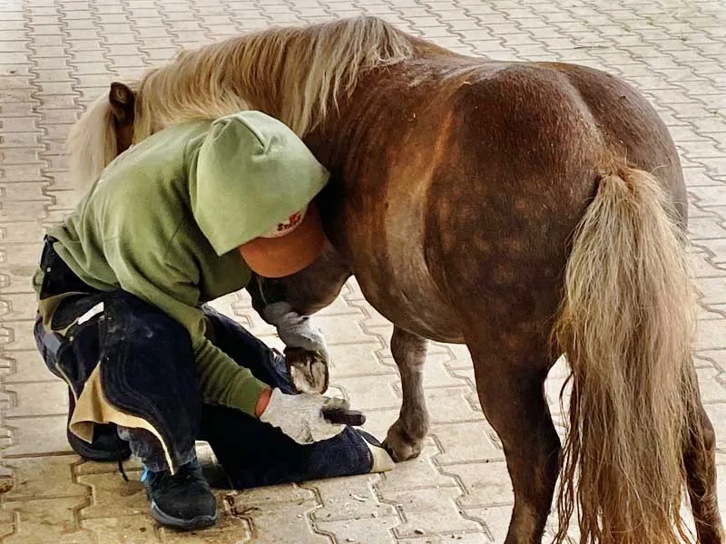 Farrier kneeling next to a pony while trimming a pony hoof