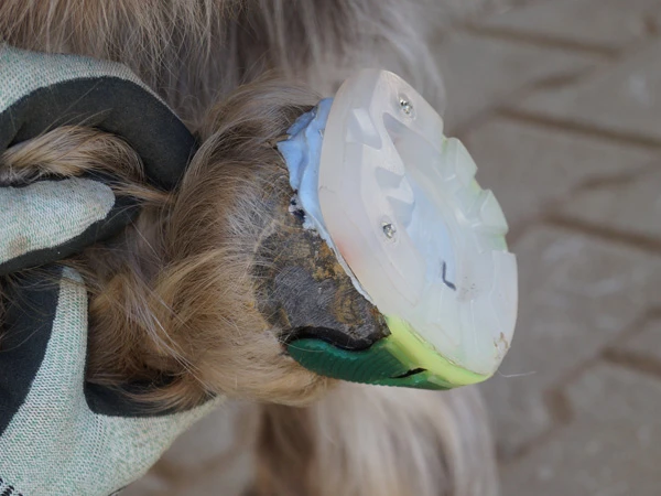 Detalle de un casco de poni con una herradura de plástico pegada. Se trata de una herradura especial equipada con una almohadilla azul.