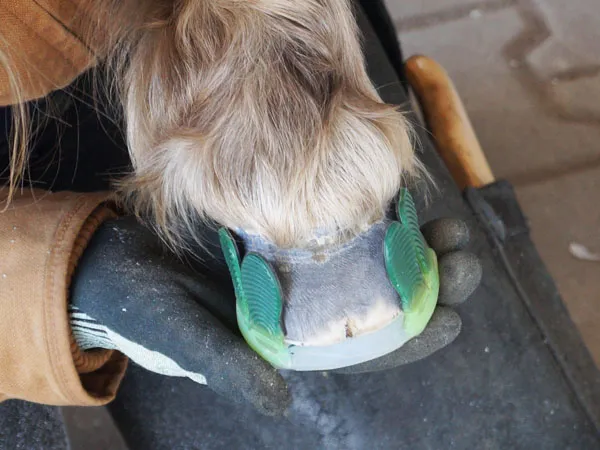 The farrier holds a pony hoof in hand. A urethane pony horseshoe with green adhesive tabs is already pre-positioned on the hoof.