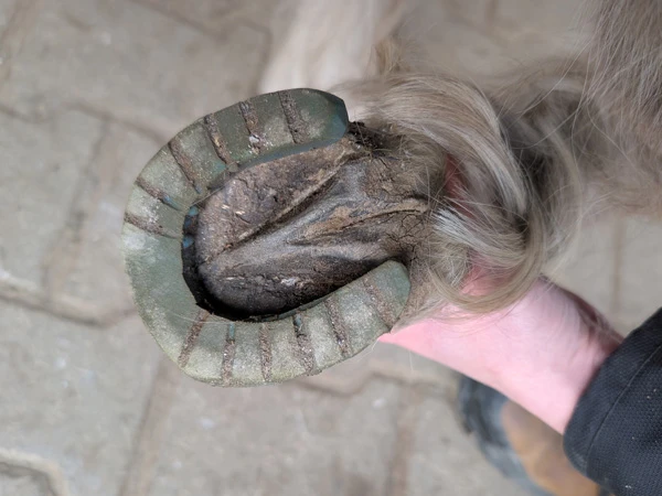 Detalle de una herradura para poni modificada.