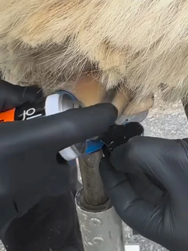 The farrier treats the hoof with the PRE FIX Activator from glue-u before attaching the Wolf Busch adhesive tab.