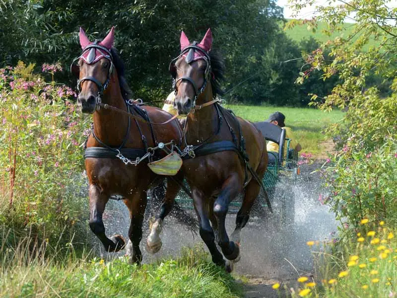 carriage horses shod with alternative hoof protection with a plastic covering gallop through a stream onto the meadow