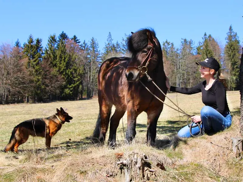 A recreational rider takes a break during a walk with her Icelandic gelding and her German shepherd. She sits in the meadow, petting her horse. She is wearing a Duplo cap, jeans, and a black shirt.