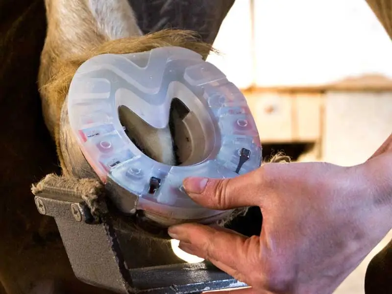 snapshot of nailing on an alternative hoof protection; the hind hoof rests on the cradle of the hoofstand while the female farrier nails on the shoe