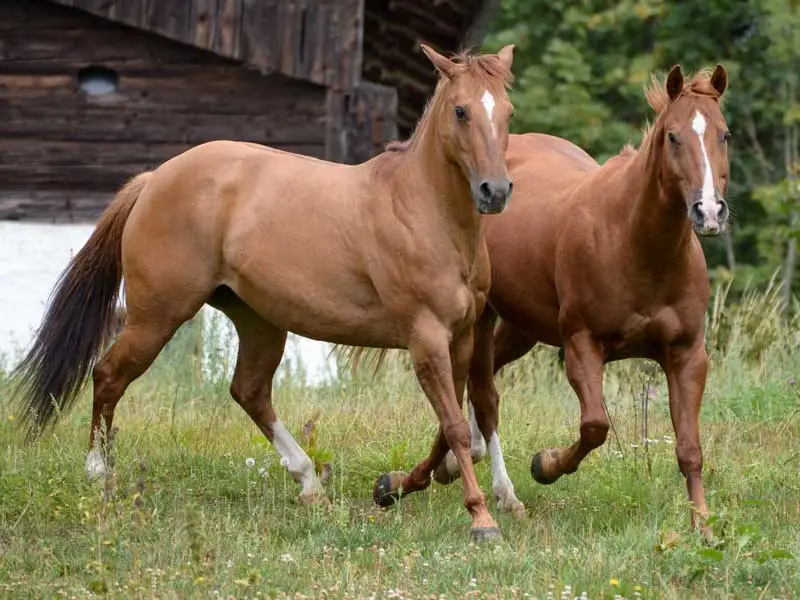 herd situation with alternative hoof protection featuring a plastic sheath