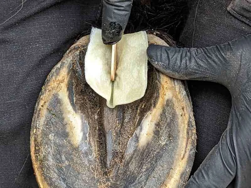 Das Strahlbalsam-Pad wird mit Hilfe des Spatels in die Strahlfurche eingedrückt.
