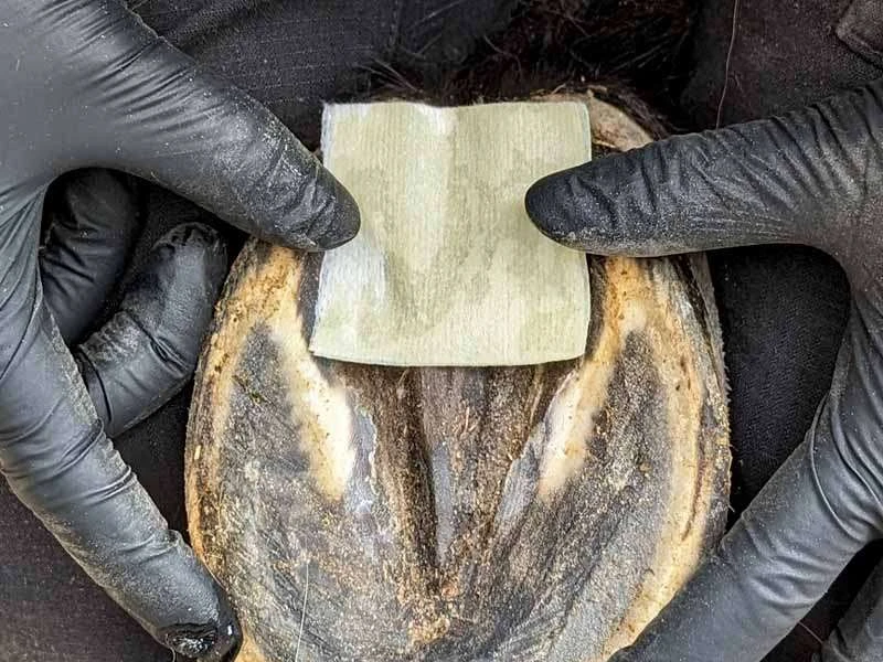 Ein Strahlbalsam-Pad wird zur Behandlung auf den gereinigten Huf gelegt