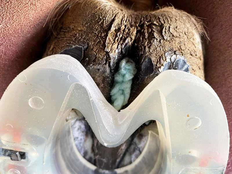 Pferdehuf mit eingedrücktem Strahlbalsam-Pad und modifiziertem Verbundbeschlag zur Behandlung von Strahlfäule