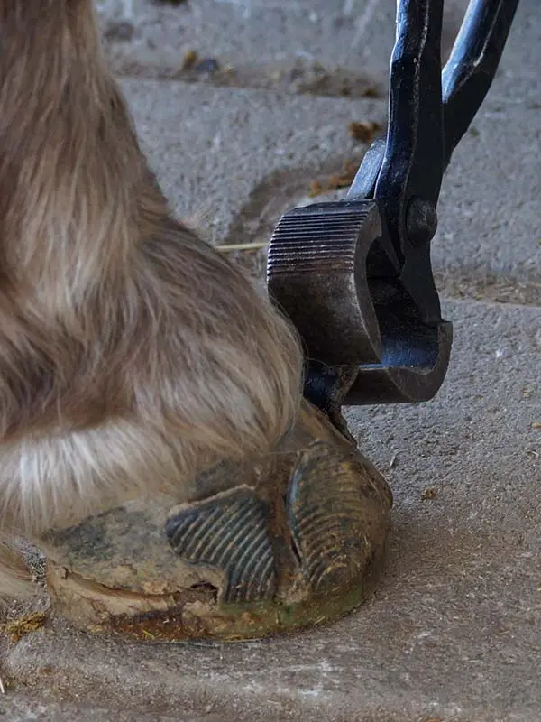 Eine Wolf Busch Klebelasche wird mit einer Hufeisenabnehmzange abgezogen.