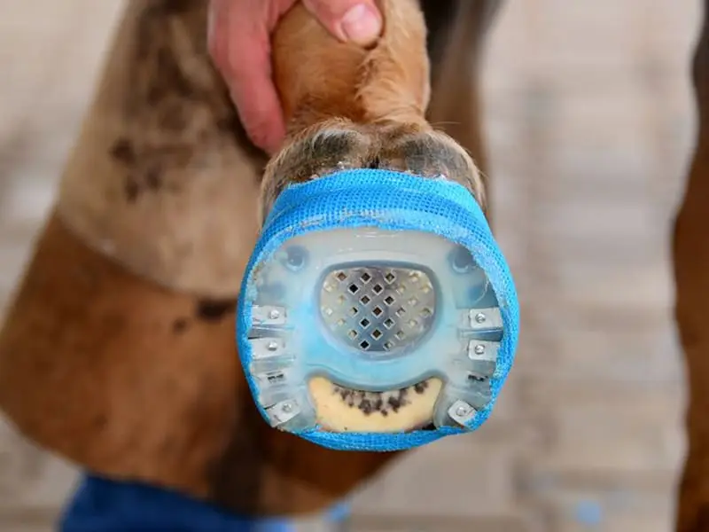 bottom view of a hoof shod with a cast shoe made of an open-toed horsehoe, cast hooks and a cast bandage