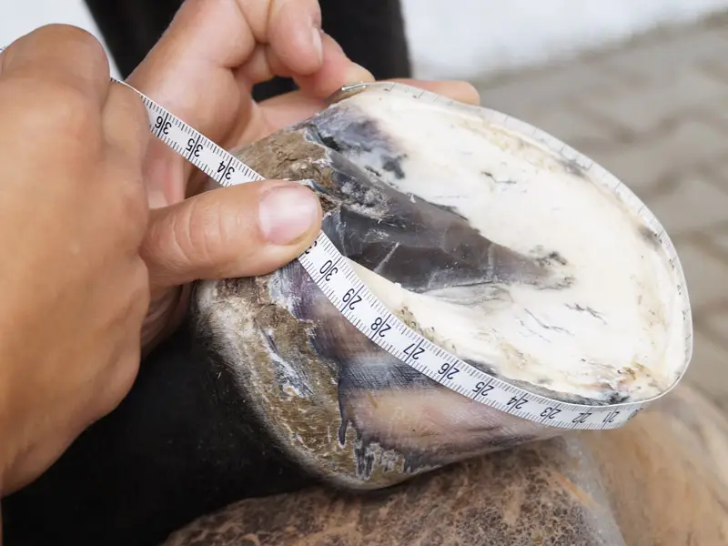 Close-up of a horse's hoof being measured with a spring tape measure to determine the surface circumference for bonding the turfcord&reg; hoof protection.