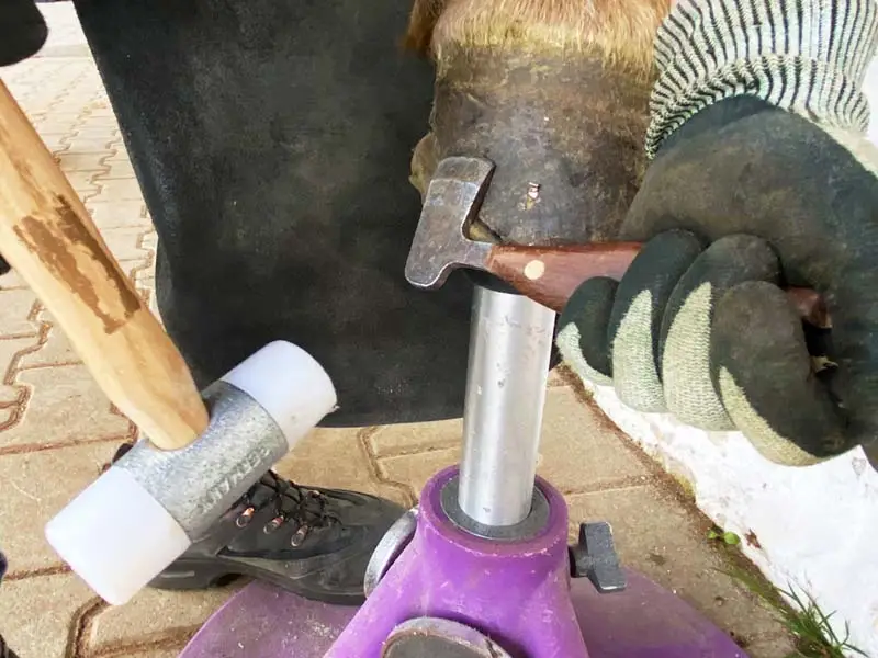Detailaufnahme beim Öffnen der Nieten am Pferdehuf. Der Vorderhuf steht auf dem Hufbock. Der Hufschmied hält in einer Hand einen Schonhammer mit Nylonkopf, in der anderen die Abbrechklinge bzw. Nietklinge.