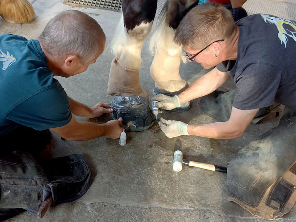 Dos herradores colocan una herradura compuesta. Están arrodillados en el suelo. El mandil de herrador sirve como acolchado cómodo para las rodillas.