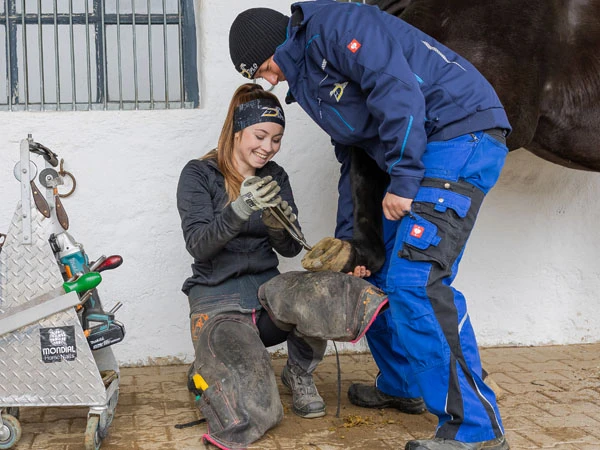 Una herradora retira una herradura compuesta. Un ayudante sostiene el casco y lo apoya sobre el muslo de la herradora.