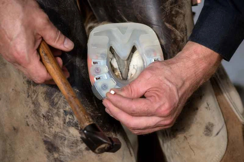 der Hufschmied hält einen Hufbeschlagshammer und einen Hufnagel er ist gerade beim Aufnageln eines alternativen Hufschutzes mit Aufzügen
