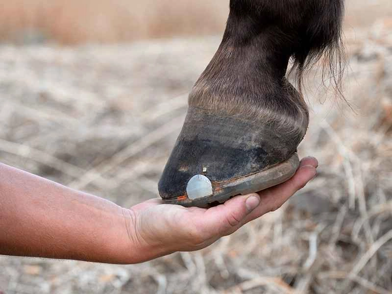 ein Pferd stellt seinen Vorderhuf mit einem genagelten alternativem Hufschutz auf der Hand des Hufschmieds ab, im Hintergrund ist Heu zu sehen