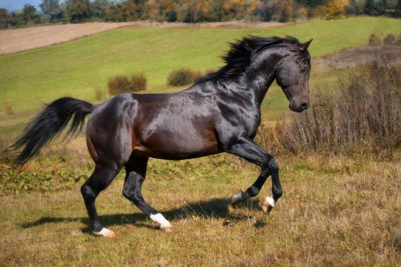 Quarterhorse mit alternativem Hufschutz auf der Weide
