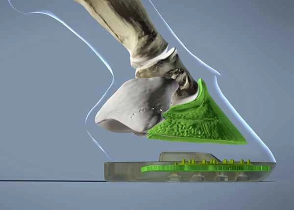 Man sieht anhand der Anatomie des Pferdehufes, dass die knöcherne Struktur des Hufbeins optimal vom stabilen Metallkern unterstützt wird.
