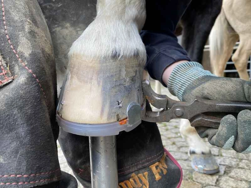 Der Hufschmied beim Vernieten - den abschließenden Arbeiten beim genagelten Hufschutz