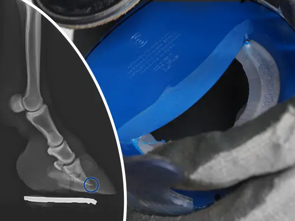 Hinweisbild mit Röntgenaufnahme eines Hufes und Markierung der Hufbeinspitze. Daneben ein Kunststoff-Hufbeschlag mit blauem modifizierten Sole Relief Pad. Das Bild soll darauf hinweisen dass das Sole Relief Pad zur Entlastung der Hufbeinspitze korrekt positioniert und angepasst werden muss.