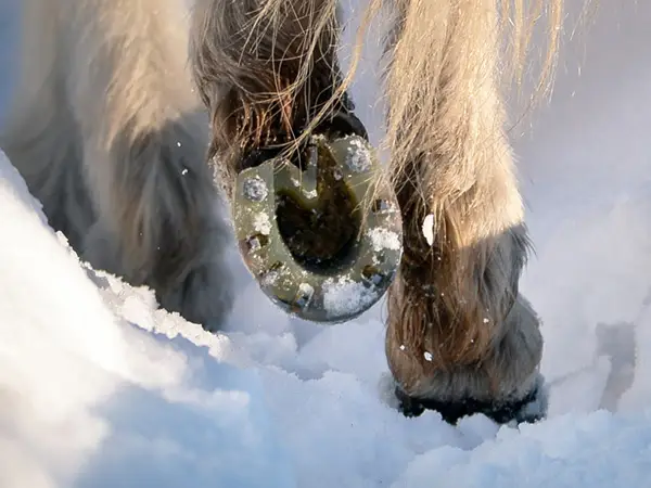 Gros plan sur les sabots d'un cheval islandais dans la neige. L'Islandais est ferré avec des fers alternatifs dotés d'une enveloppe en plastique et de crampons.