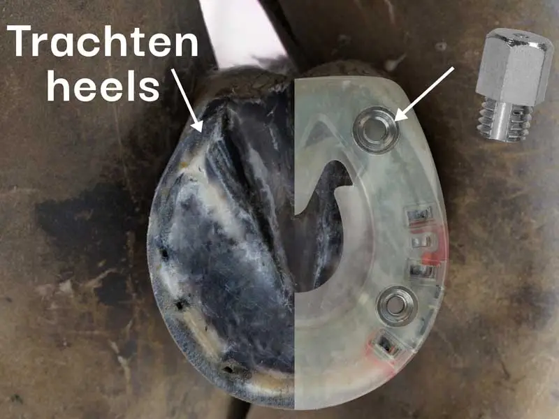 Darstellung der richtigen Position für die Stollen am Pferdehuf