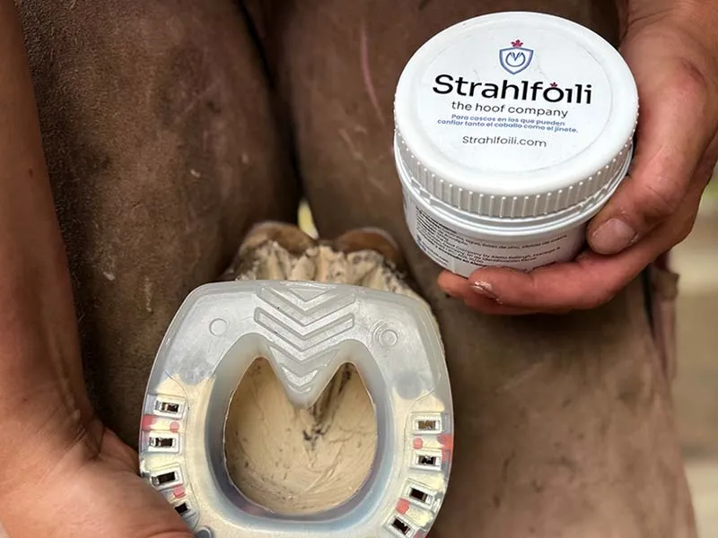 Close-up of a hoof treated with Strahlfoili. The farrier holds a Strahlfoili container in one hand while pushing a composite horseshoe onto the horse's hoof with the other. The hoof is secured between her thighs.