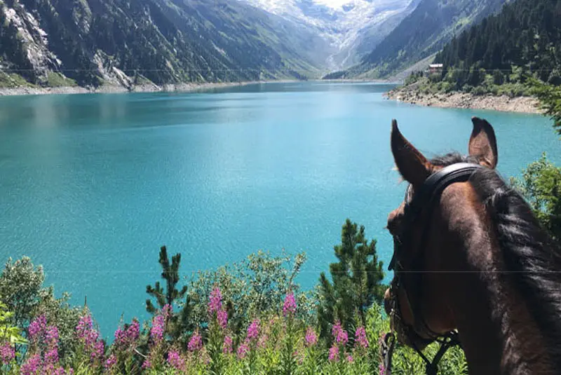 between the ears - Blick über die Pferdeohren auf einen Bergsee in der Chiemgauer Bergwelt.
