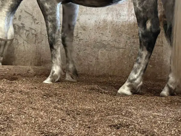 Pferdehufe in der Box; das Pferd steht auf Waldboden-Einstreu aus dem Bayerischen Wald.