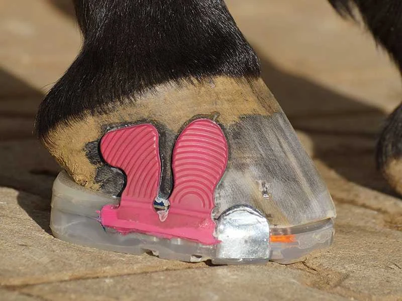 Spezialbeschlag: eine Kombination aus geklebtem und genageltem alternativen Hufschutz mit Keil