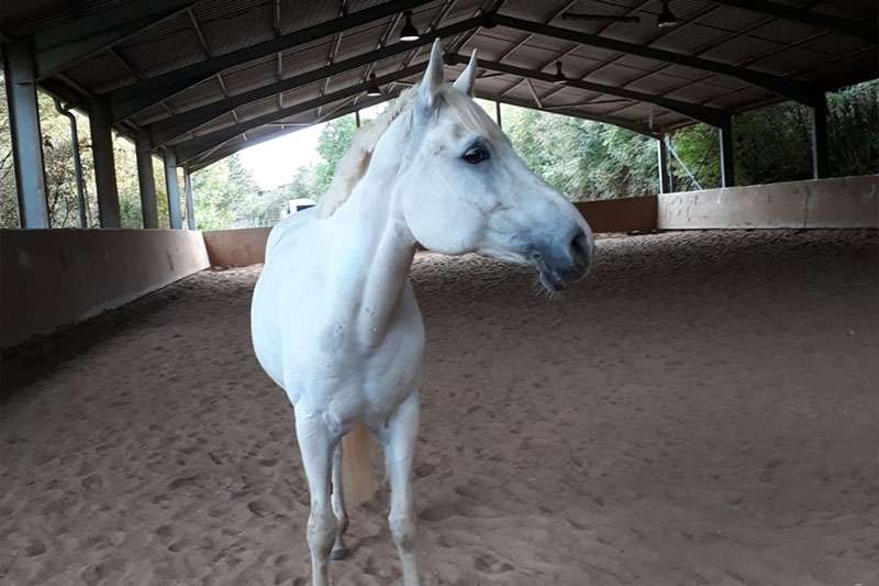 cheval blanc debout dans le manège