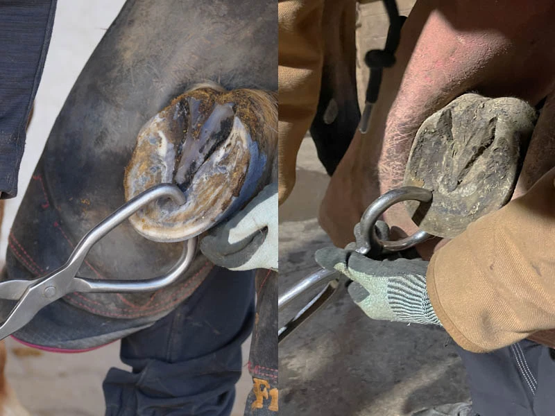 Vergleichsbild: Schmerzen per Zangendruck lokalisieren: links mit Wiener Form, rechts mit Englischer Form.