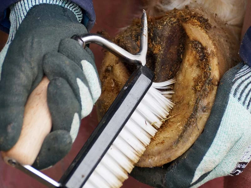 säubern des Hufes mit einem Hufauskratzer mit Bürste