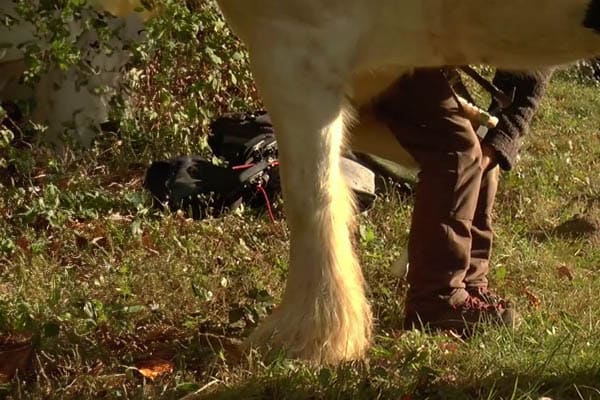 El arriero herrando a su caballo en un prado.