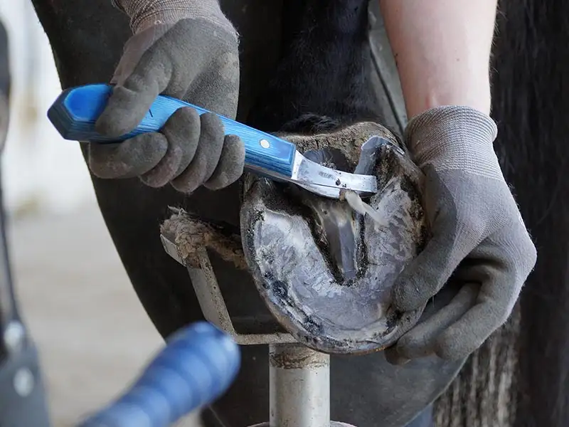 Ein Hufschmied nutzt das Loop Hufmesser von WSH Hoofcare mit blauem Holzgriff zum Ausschneiden eines Pferdehufes.